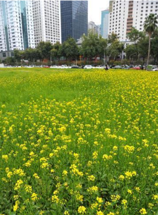 避免扬尘 福州拆迁工地变花海_国内新闻_大1众网.png