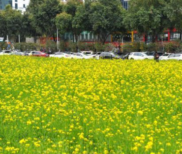 避免扬尘 福州拆迁工地变花海_国内1新闻_大众网.png