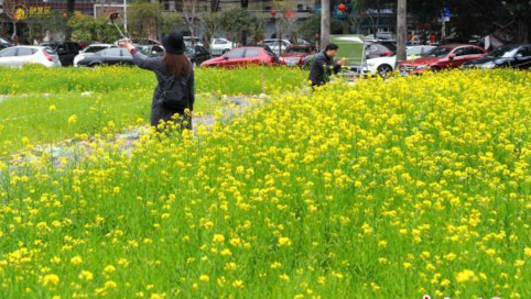避免扬尘 福州拆迁工地变1花海_国内新闻_大众网.png